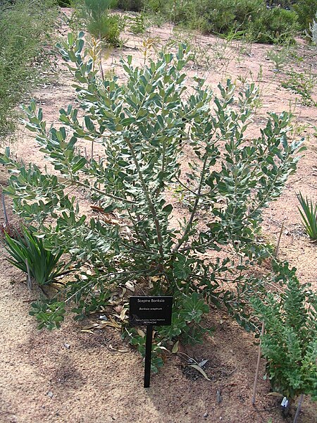 File:Banksia sceptrum.jpg