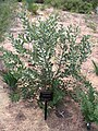 Banksia sceptrum