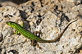 Image 12Sicilian wall lizard