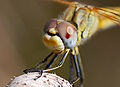 Augen mit graublau abgesetztem Anteil