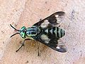 Chrysops relictus