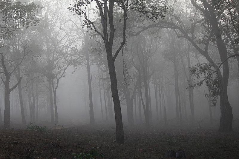 File:Foggy forest.jpg