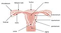 Uterus and uterine tubes.