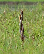 Territorial fight in the Indian rat snake, Ptyas mucosa