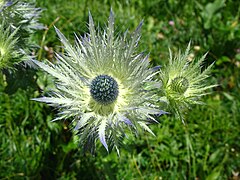 5688 - Schynige Platte - Eryngium alpinum.JPG