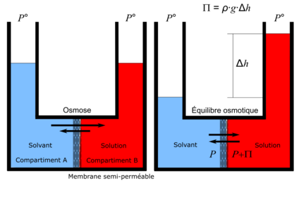 À l'équilibre, la pression de part et d'autre de la membrane semi-perméable est plus élevée dans le compartiment de la solution que dans celui du solvant pur. La différence des pressions est appelée « pression osmotique ».