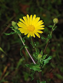 Calendula January 2008-1 filtered.jpg