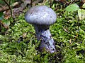 !Cortinarius caerulescens!