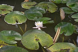 Eugénie-les-Bains Nymphaea alba.jpg