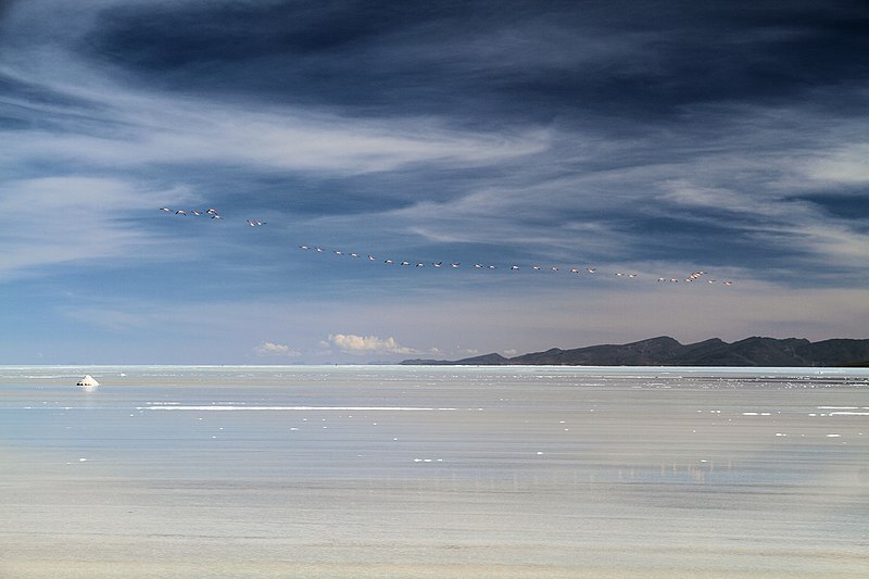 File:Flamingos@Uyuni.jpg