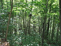 Forest in Sigulda, Latvia