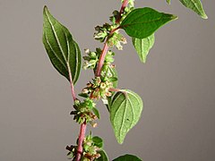 Parietaria judaica (flores).