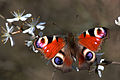 * Nomination Peacock butterfly (inachis io) --Charlesjsharp 15:02, 22 April 2014 (UTC) * Promotion  Support I usually don't like photos of butterfly uppersides that aren't centralised due to compositional reasons...but in this case, it's an exception because of the flowers in the top left. ;) --Arctic Kangaroo 00:34, 27 April 2014 (UTC) Actually, I try not to centralize the butterfly/bird but use the rule of thirds to offset image. --Charlesjsharp 18:00, 27 April 2014 (UTC)