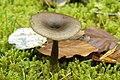 Pseudoclitocybe cyathiformis