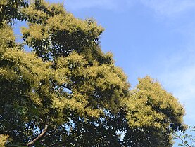 Terminalia paniculata