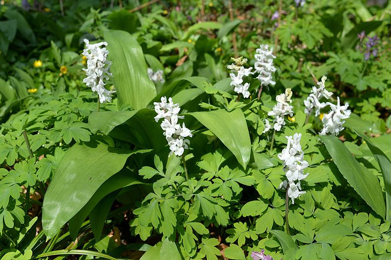 File:Naturschutzgebiet Ith - Bärlauch und Lerchensporn (1).jpg