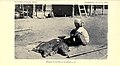 Image 31An Itneg shaman offering pigs to anito spirits, 1922 (from Culture of the Philippines)