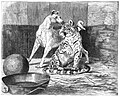 File:Die Gartenlaube (1898) b 0608_2.jpg Ein Leopard-Pumabastard Nach dem Leben gezeichnet von Emil Horst