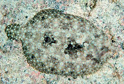 Turbot tropical (Bothus mancus).