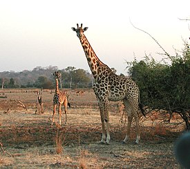 Kirahvi (Giraffa camelopardalis)