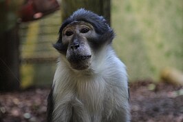 Witkruinmangabey