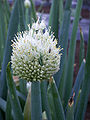 Allium fistulosum