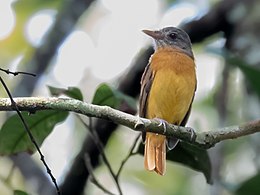 Attila citriniventris - Citron-bellied Attila; Careiro, Amazonas, Brazil.jpg