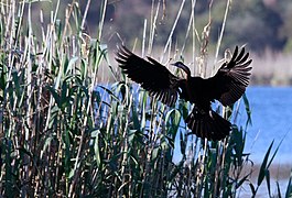 Afrika-Schlangenhalsvogel