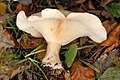 Ampulloclitocybe clavipes