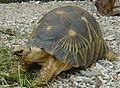 Tortue étoilée de Madagascar (Astrochelis radiata, Testudinidae)