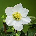 "Bloem_van_een_kerstroos_(Helleborus_niger)_16-12-2021._(d.j.b)_02.jpg" by User:Famberhorst