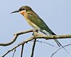 Blue-tailed Bee-eater (Merops philippinus) - Flickr - Lip Kee (3)