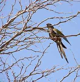 Conure de Patagonie dans la province de Salta en 2007