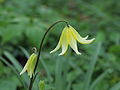 * Nomination Erythronium ‘Pagoda’ in the early morning covered with dew.-- Famberhorst 16:07, 26 April 2014 (UTC) * Promotion The insect larva is not identified :-). Good quality. --Cayambe 20:10, 26 April 2014 (UTC)  Comment The bug I only saw on the computer.-- Famberhorst 05:00, 27 April 2014 (UTC)