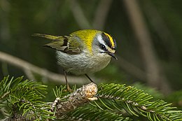 Baltabruvis nykštukas (Regulus ignicapilla)