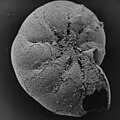 Elphidium sp. (benthic foraminifera) ab. 400 µm, corroded