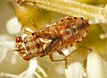 Geocorinae : Germalus victoriae, Brisbane (Australie).