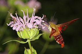 Hummingbird clearwing and hover fly drinking nectar from flower