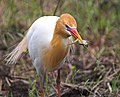 アマサギ B. ibis