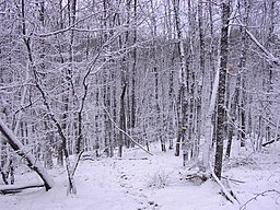 A winter forest in Kazanka