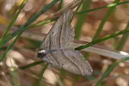 Smilčiasprindis (Phibalapteryx virgata)