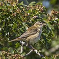 26 Sedge warbler (Acrocephalus schoenobaenus) 3 uploaded by Charlesjsharp, nominated by Charlesjsharp,  16,  0,  0