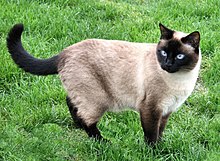 Neighbours Siamese.jpg