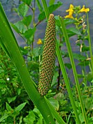 Acorus calamus, ordre des Acorales