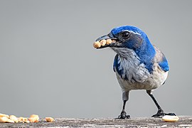 California Scrub-Jay loading up on Bark Butter (26756404197).jpg