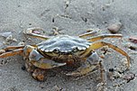 Gemeine Strandkrabbe (Carcinus maenas)