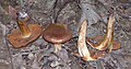 !!!Cortinarius orellanus!!!