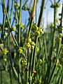 Ephedra chilensisの雌花