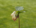 * Nomination Common Comfrey (Symphytum officinale).-- Famberhorst 16:26, 27 April 2014 (UTC) * Promotion Good quality. --Cccefalon 16:34, 27 April 2014 (UTC)