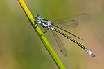 Lestes dryas – Männchen